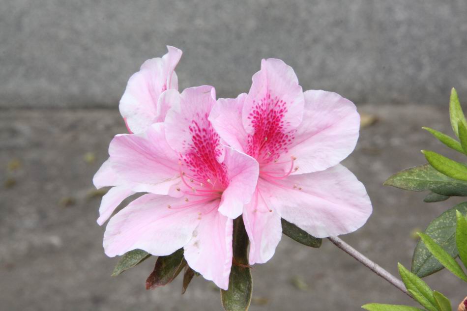 2.杜鵑花，開新視窗
